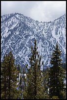 Pines and snowy Yucaipa Ridge, San Gorgonio Wilderness. Sand to Snow National Monument, California, USA ( color)