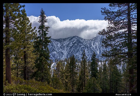 Pine forest and cloud-capped, snowy Yucaipa Ridge. Sand to Snow National Monument, California, USA