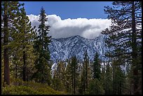 Pine forest and cloud-capped, snowy Yucaipa Ridge. Sand to Snow National Monument, California, USA ( color)