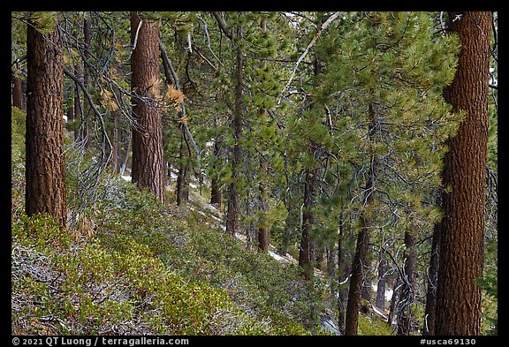 Fir forest with understory of manzanita and ceanothus. Sand to Snow National Monument, California, USA