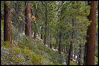 Fir forest with understory of manzanita and ceanothus. Sand to Snow National Monument, California, USA ( color)