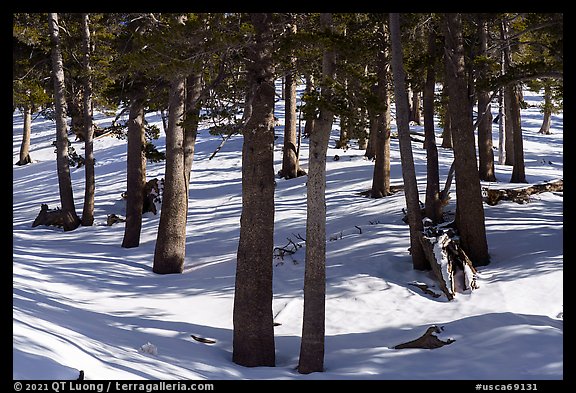 Limber Pine Forest with snow-covered ground. Sand to Snow National Monument, California, USA (color)