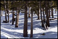 Limber Pine Forest with snow-covered ground. Sand to Snow National Monument, California, USA ( color)