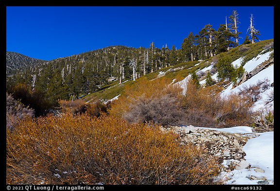 Willows, High Creek, San Gorgonio Mountain. Sand to Snow National Monument, California, USA (color)