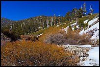 Willows, High Creek, San Gorgonio Mountain. Sand to Snow National Monument, California, USA ( color)