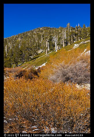 Willows and limber pines, High Creek, San Gorgonio Wilderness. Sand to Snow National Monument, California, USA