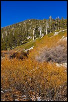 Willows and limber pines, High Creek, San Gorgonio Wilderness. Sand to Snow National Monument, California, USA ( color)