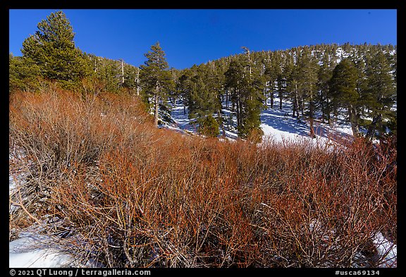 Willows and pine forest in winter, High Creek. Sand to Snow National Monument, California, USA
