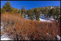 Willows and pine forest in winter, High Creek. Sand to Snow National Monument, California, USA ( color)