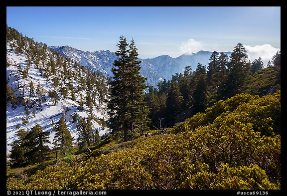Mazanita and fir on San Gorgonio Mountain in winter. Sand to Snow National Monument, California, USA