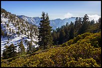 Mazanita and fir on San Gorgonio Mountain in winter. Sand to Snow National Monument, California, USA ( color)