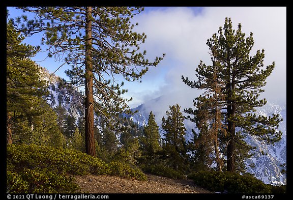 Pine trees and clouds obscuring Yucaipa Ridge, San Gorgonio Wilderness. Sand to Snow National Monument, California, USA