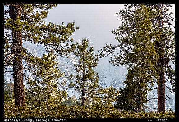 Pine trees and clouds with snowy mountain slopes, San Gorgonio Mountain. Sand to Snow National Monument, California, USA