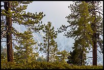 Pine trees and clouds with snowy mountain slopes, San Gorgonio Mountain. Sand to Snow National Monument, California, USA ( color)