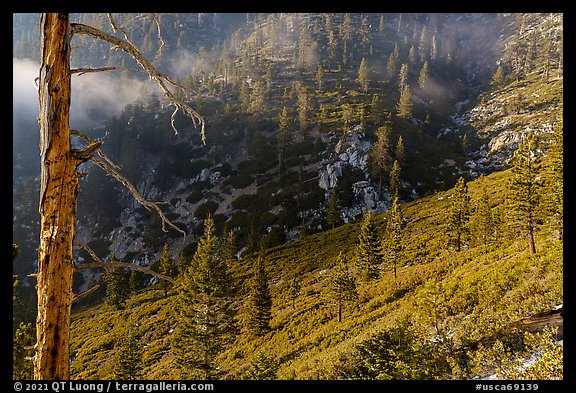 San Gorgonio Mountain slopes with forest. Sand to Snow National Monument, California, USA