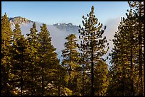 Pine trees and Galena Peak emerging from low clouds. Sand to Snow National Monument, California, USA ( color)