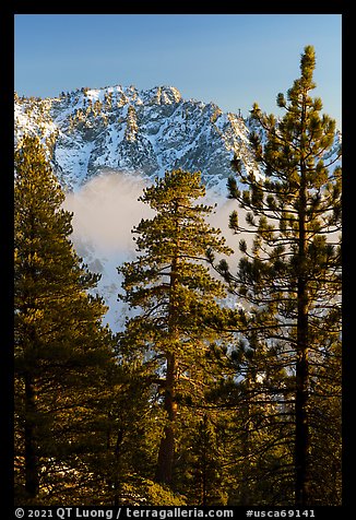 Pine trees, low clouds, and Galena Peak in winter. Sand to Snow National Monument, California, USA