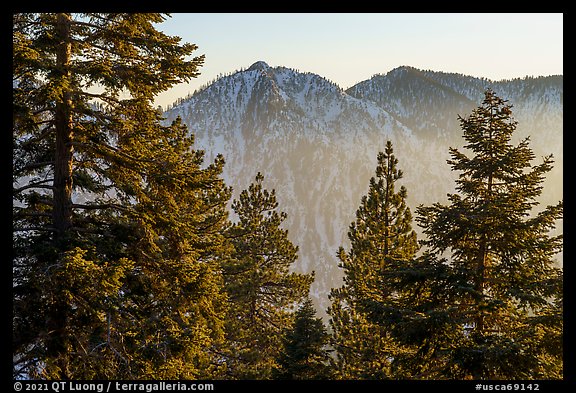 Pine trees and Yucaipa Ridge at sunset, San Gorgonio Mountain. Sand to Snow National Monument, California, USA