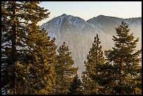 Pine trees and Yucaipa Ridge at sunset, San Gorgonio Mountain. Sand to Snow National Monument, California, USA ( color)