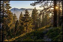 Forest with Yucaipa Ridge and sun, San Gorgonio Wilderness. Sand to Snow National Monument, California, USA ( color)