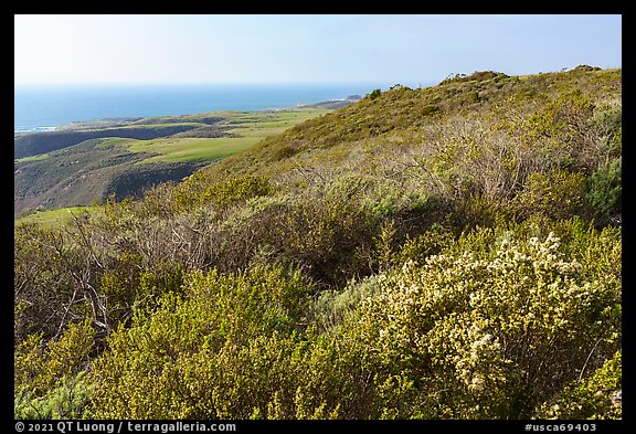 Shrubs on marine coastal terraces. Cotoni-Coast Dairies Unit, California Coastal National Monument, California, USA (color)