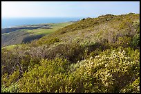 Shrubs on marine coastal terraces. Cotoni-Coast Dairies Unit, California Coastal National Monument, California, USA ( color)