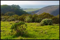 Coastal grasslands looking towards the Pacific Ocean. Cotoni-Coast Dairies Unit, California Coastal National Monument, California, USA ( color)
