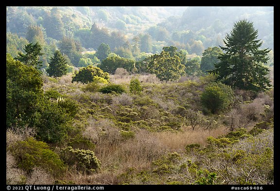 Mix of shrubs and trees on coastal terraces. Cotoni-Coast Dairies Unit, California Coastal National Monument, California, USA (color)