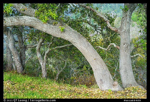 Coast live oaks on edge of canyon. Cotoni-Coast Dairies Unit, California Coastal National Monument, California, USA (color)