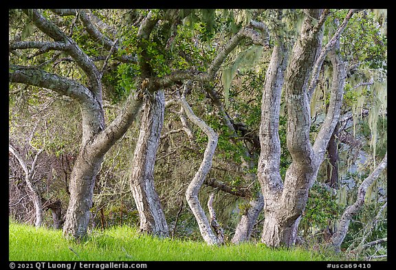 Upland vegetation with coast live oak trees. Cotoni-Coast Dairies Unit, California Coastal National Monument, California, USA (color)
