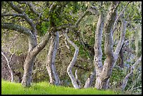 Upland vegetation with coast live oak trees. Cotoni-Coast Dairies Unit, California Coastal National Monument, California, USA ( color)