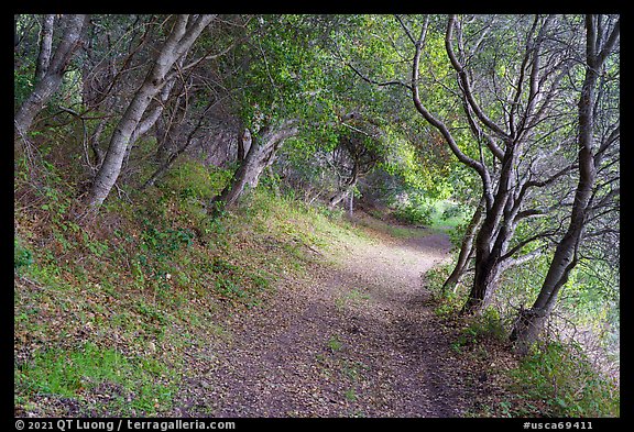 Path in forest. Cotoni-Coast Dairies Unit, California Coastal National Monument, California, USA (color)