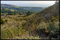 Mix of grasslands, scrublands, woodlands, and forests on hillside slopes. Cotoni-Coast Dairies Unit, California Coastal National Monument, California, USA ( color)