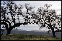 Two bare oak trees on Steer Ridge, Henry Coe State Park. California, USA ( color)