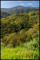 Wildflowers, hills with live oaks, and Almaden Quicksilver Chimney, Almaden Quicksilver County Park. San Jose, California, USA ( color)