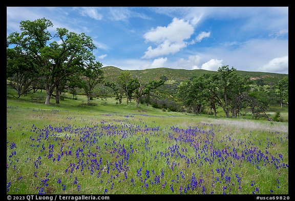 Blue Royal Larkspurs wildflowers in meadow, Zim Zim Creek. Berryessa Snow Mountain National Monument, California, USA
