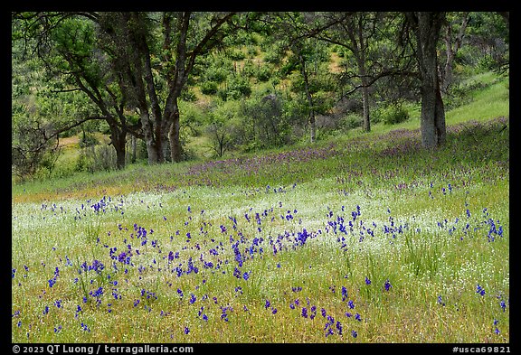 Royal Larkspurs wildflowers and oak trees near Zim Zim Creek. Berryessa Snow Mountain National Monument, California, USA (color)