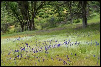 Royal Larkspurs wildflowers and oak trees near Zim Zim Creek. Berryessa Snow Mountain National Monument, California, USA ( color)