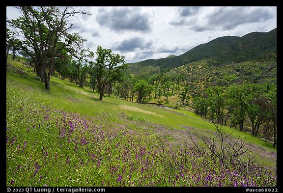 Hairy Vetch wildflowers on slope above Zim Zim Creek. Berryessa Snow Mountain National Monument, California, USA (color)