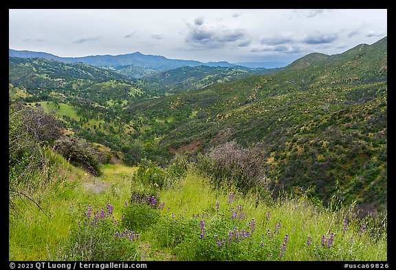 Lupines and Zim Zim valley. Berryessa Snow Mountain National Monument, California, USA (color)