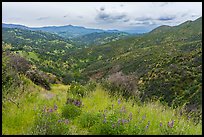 Lupines and Zim Zim valley. Berryessa Snow Mountain National Monument, California, USA ( color)