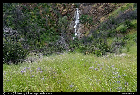 Grassy meadow with wildflowers and Zim Zim waterfall. Berryessa Snow Mountain National Monument, California, USA
