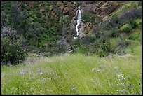 Grassy meadow with wildflowers and Zim Zim waterfall. Berryessa Snow Mountain National Monument, California, USA ( color)