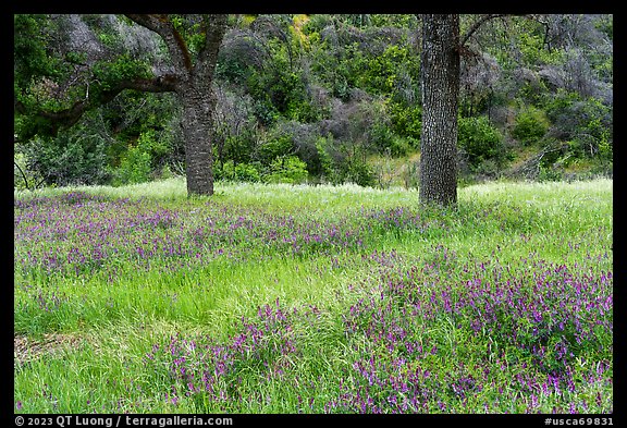 Hairy Vetch and oak trees in meadow. Berryessa Snow Mountain National Monument, California, USA
