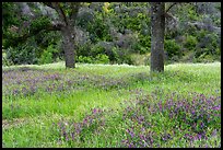 Hairy Vetch and oak trees in meadow. Berryessa Snow Mountain National Monument, California, USA ( color)
