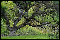 Old oak tree and yellow lupine. Berryessa Snow Mountain National Monument, California, USA ( color)