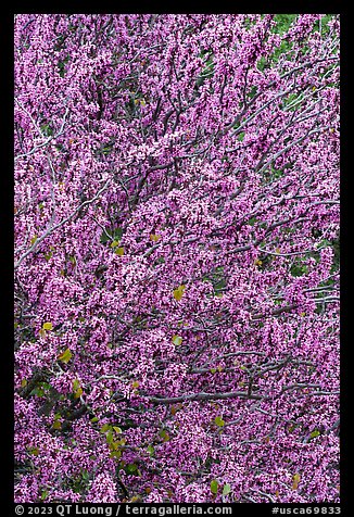 Close-up of redbud tree blooms. Berryessa Snow Mountain National Monument, California, USA (color)