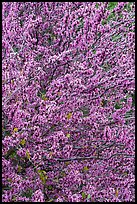 Close-up of redbud tree blooms. Berryessa Snow Mountain National Monument, California, USA ( color)