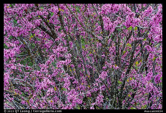 Redbud tree in bloom. Berryessa Snow Mountain National Monument, California, USA