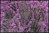 Redbud tree in bloom. Berryessa Snow Mountain National Monument, California, USA ( color)